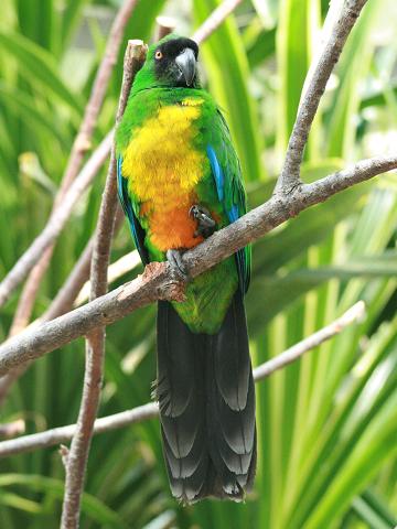 Masked shining parrot